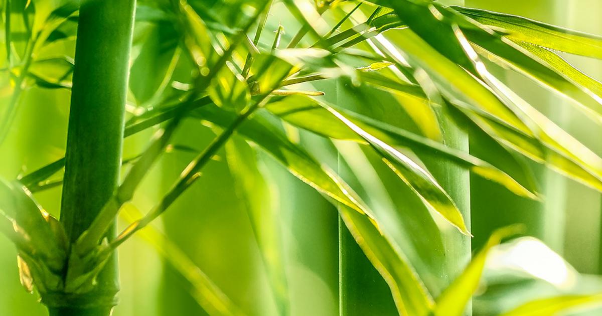 A Guide To Growing Bamboo Love The Garden