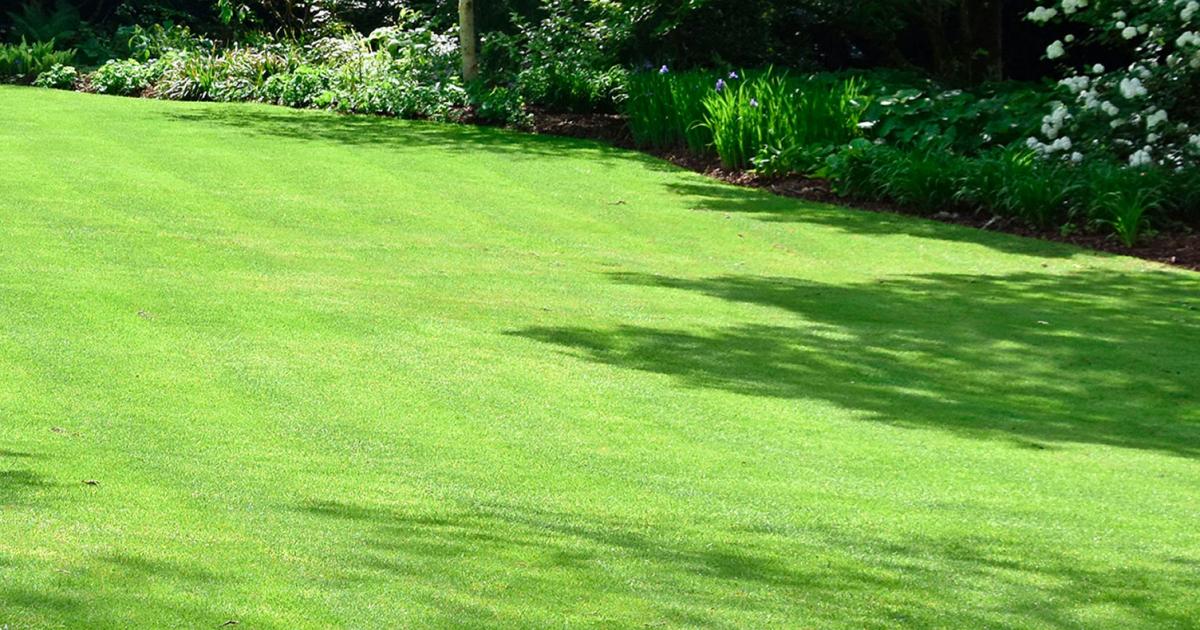 What Is The Best Grass Seed For Overseeding A Lawn - Best Grass Seed For Overseeding In Ohio