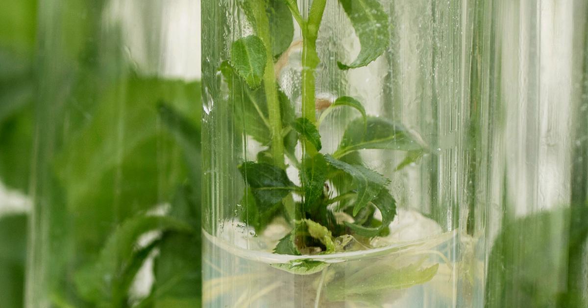 Micropropagation vs Traditional Propagation | Love The Garden