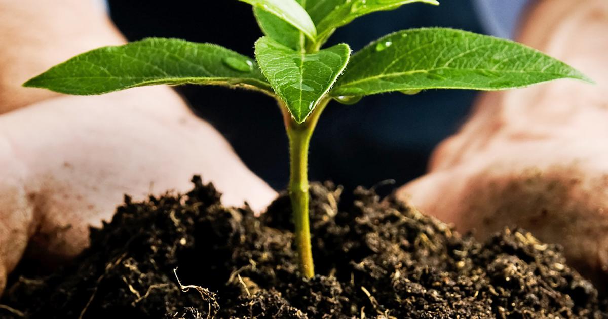 Essential Nutrients for Plants | Love The Garden