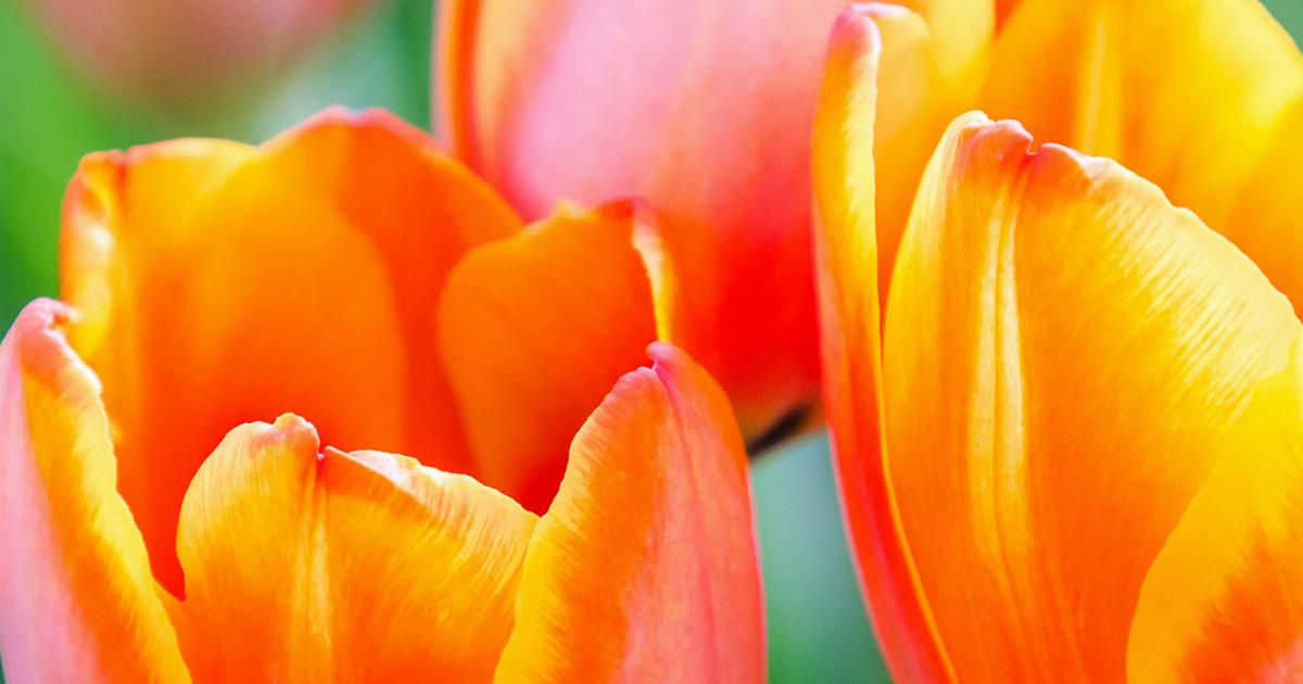 How And When To Plant Tulips Love The Garden