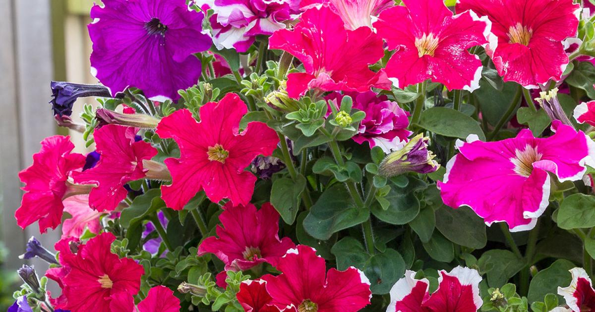 How To Plant A Hanging Basket Love The Garden