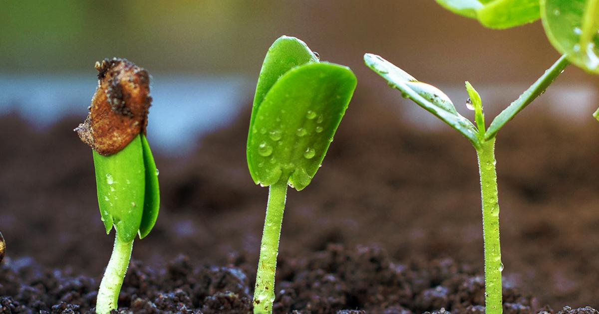 How to germinate seeds | Love The Garden