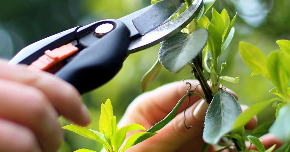 cuttings take plant garden gardening seeds