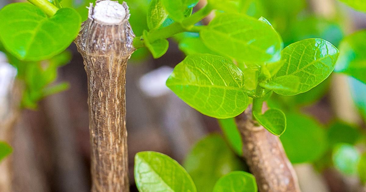 Rooting Stems & Cuttings Love The Garden