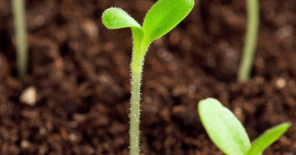 A Guide To Sowing Seeds Outdoors  Love The Garden