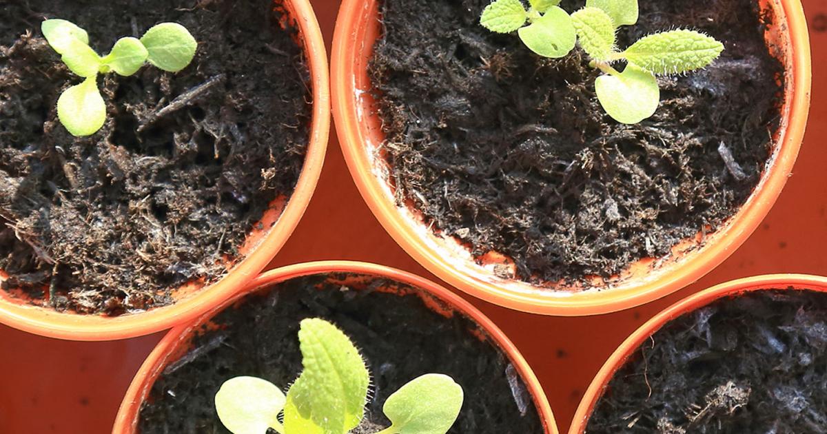 A Guide To Sowing Plant Seeds Indoors Love The Garden