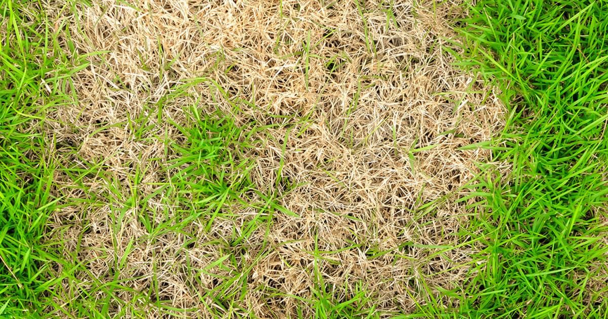 Tackling common lawn problems Love The Garden