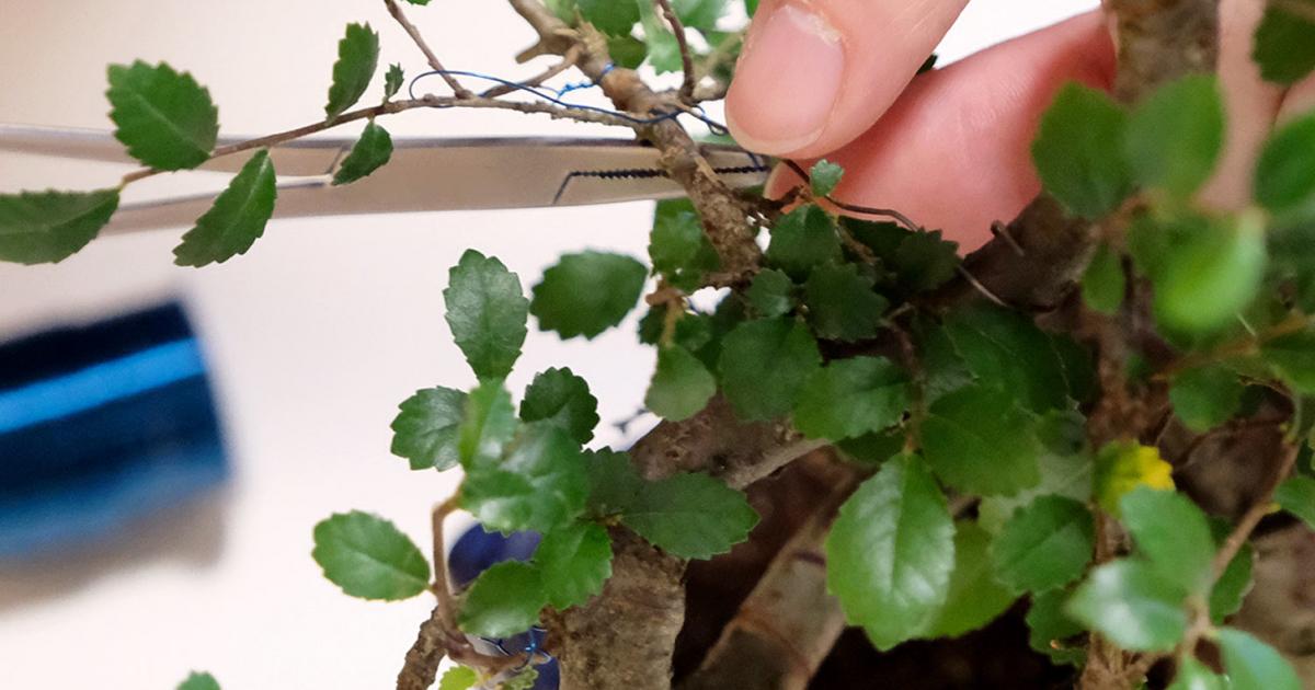 How To Prune A Bonsai Tree Lovethegarden