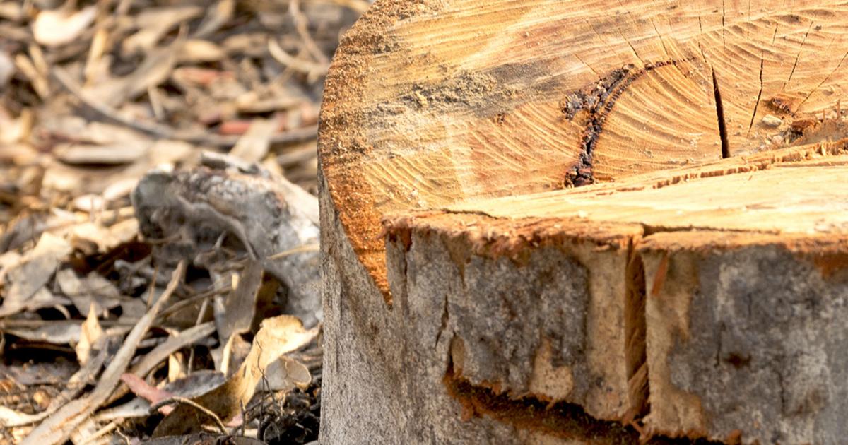 How To Remove Tough Tree Stumps Roots Love The Garden