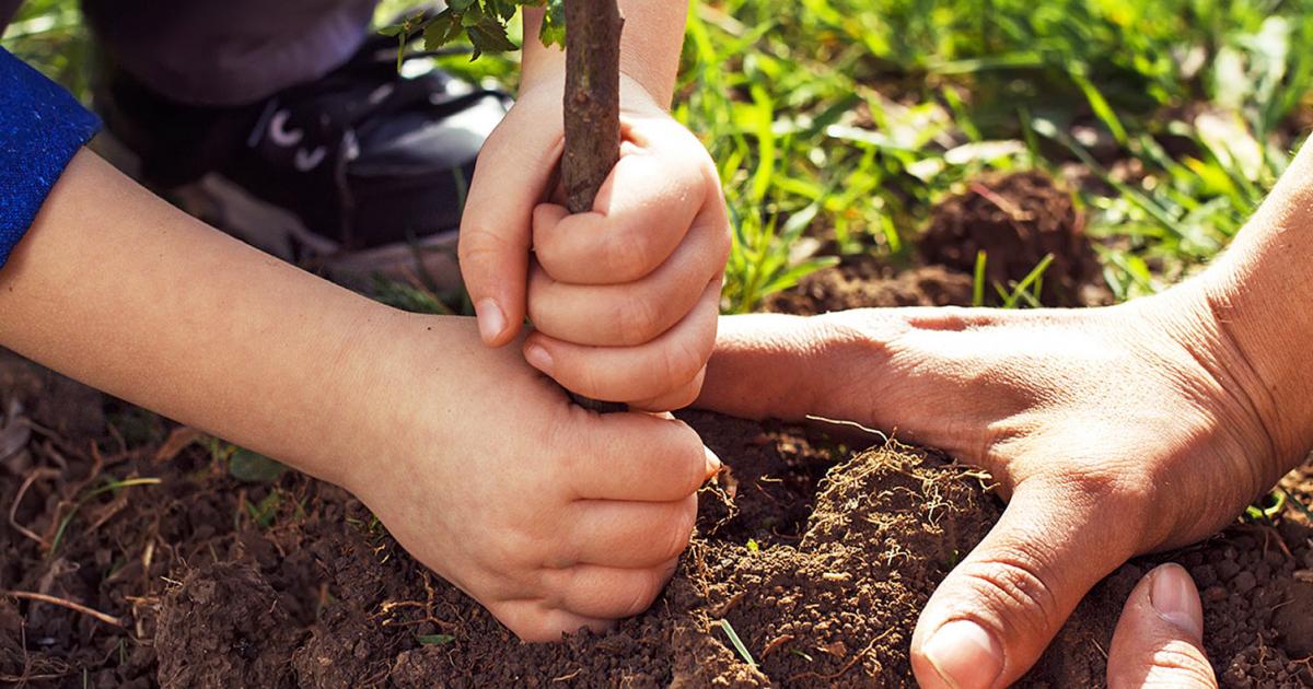 How to move trees and shrubbery | Love The Garden