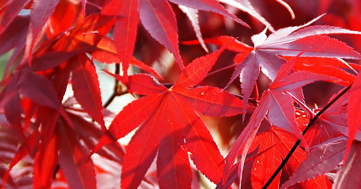 The best trees for small gardens | lovethegarden