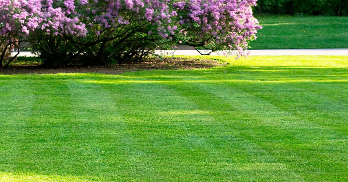 A guide to spring lawn feeding and care | lovethegarden