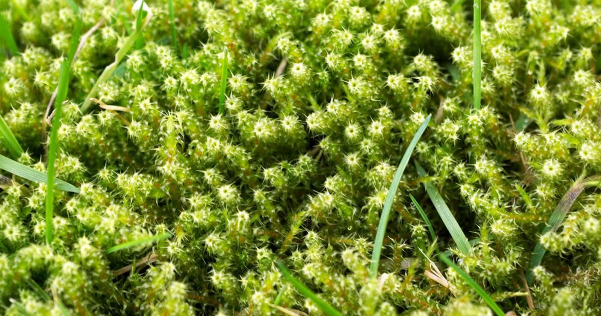 How to kill and prevent lawn moss for good | lovethegarden