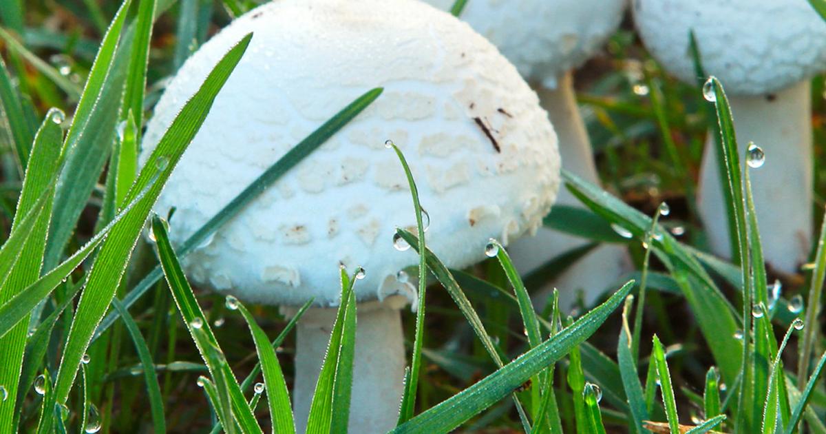 Get Rid Of Mushrooms On Your Lawn