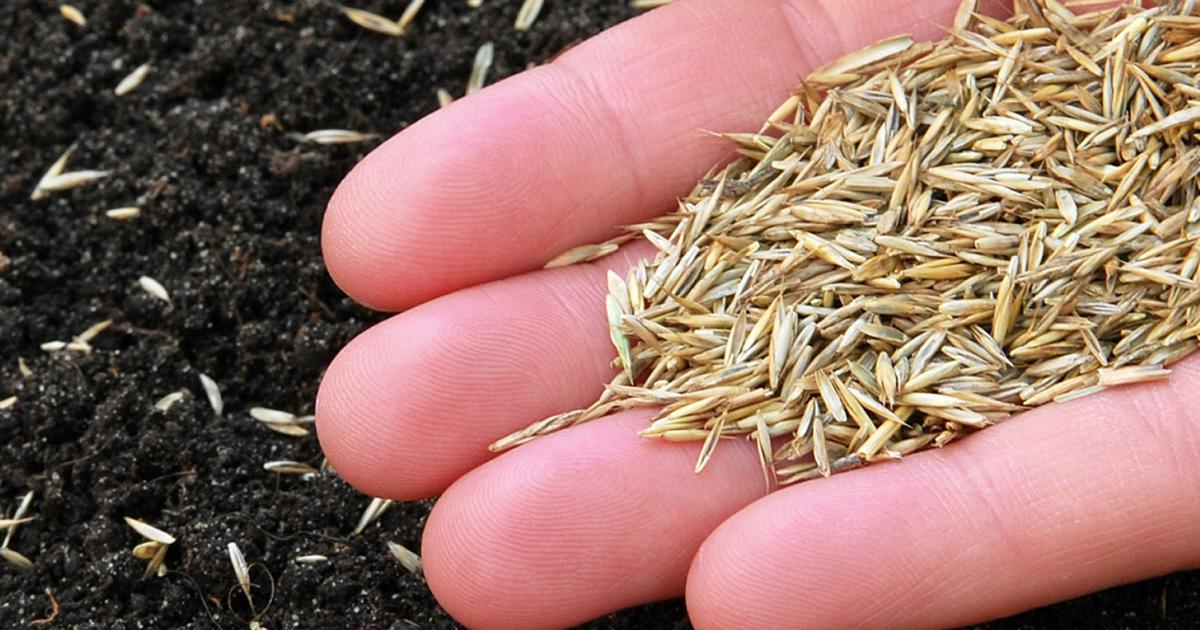 How To Sow Grass Seed For The Perfect Lawn Love Garden - Laying A Patio On Top Of Grass Seed