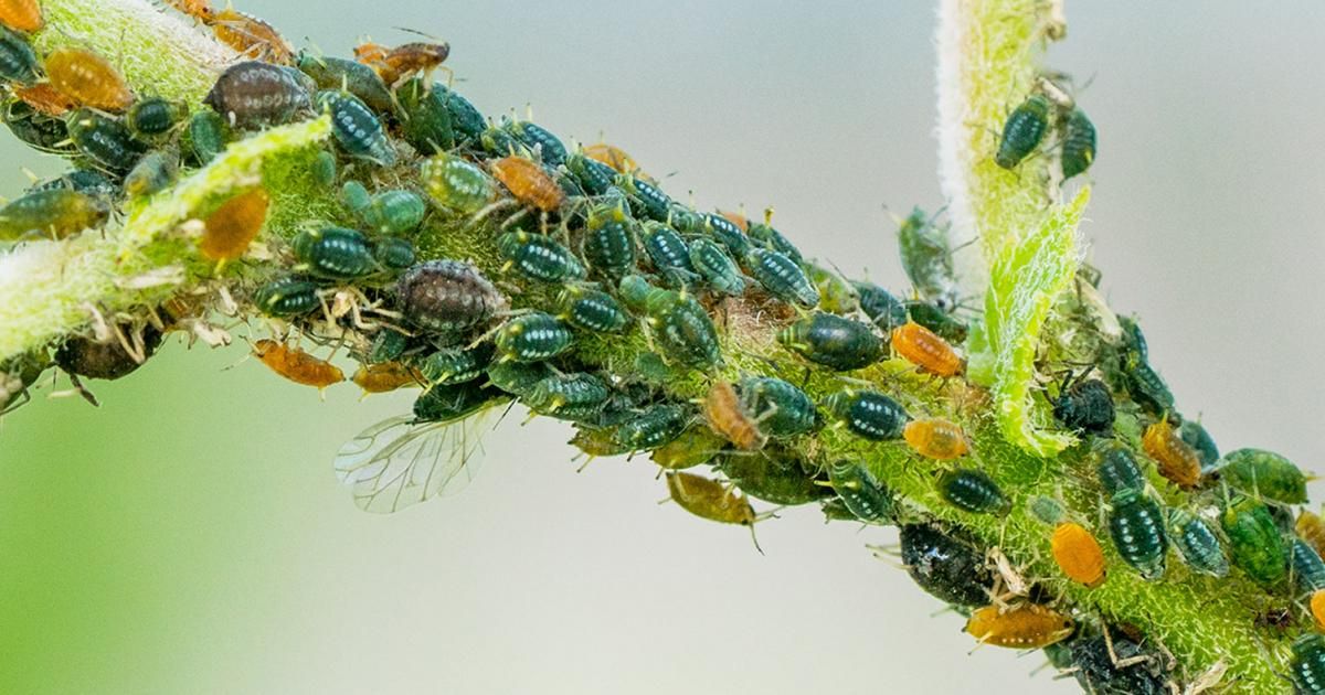 Types Of Plant Stem Problems Love The Garden