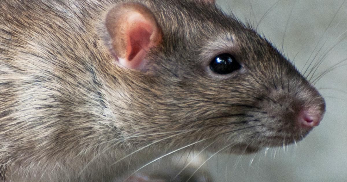 Rats And Mice - Treatment &amp; Control Love The Garden