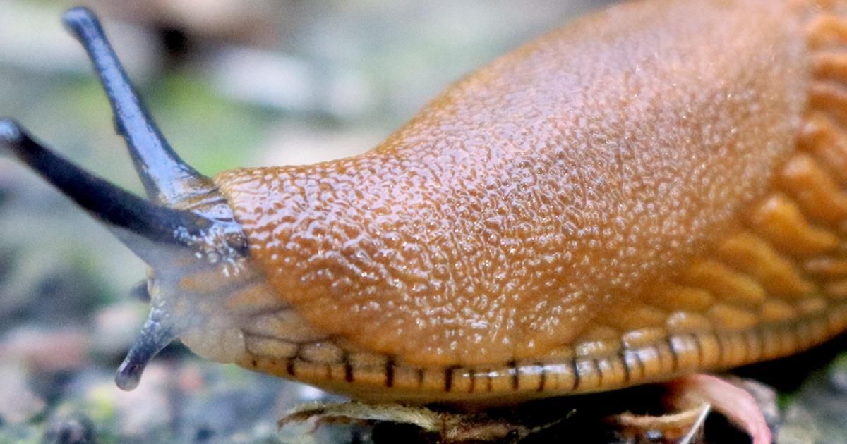 Un Jardin Sans Limaces La Pause Jardin Lutte Biologique Contre