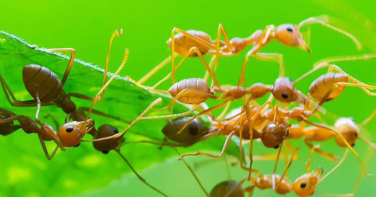 Ants Treatment And Control Lovethegarden