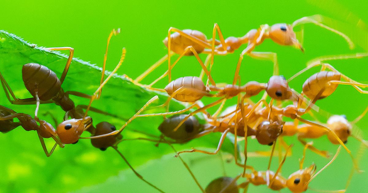 Fourmis ou fourmis volantes : Questions du mois | Blog La ...
