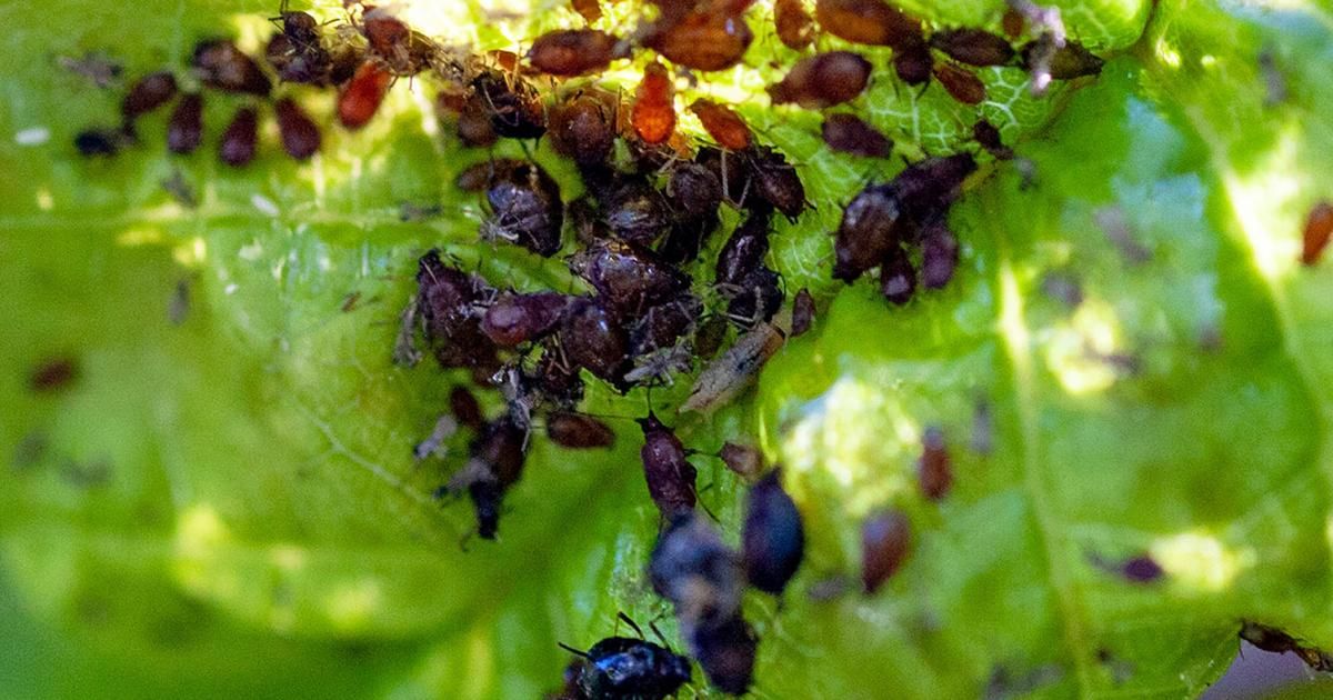 Aphids - treatment and control | lovethegarden