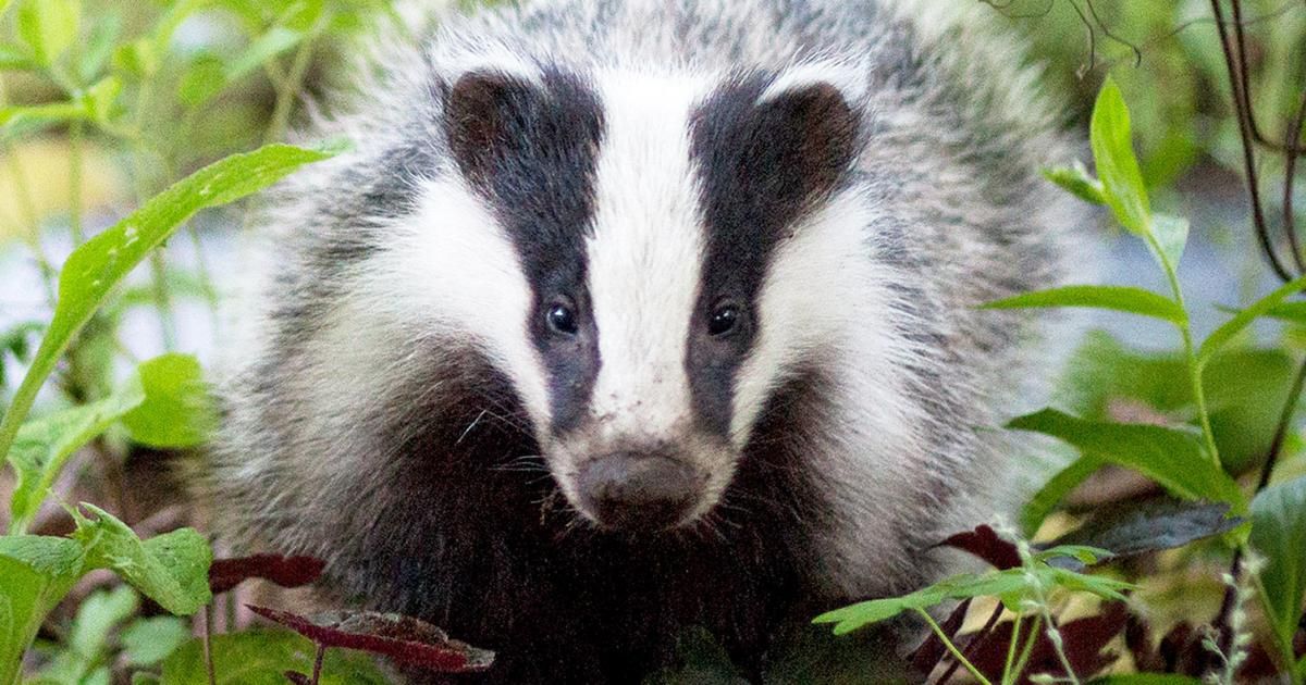 How Can You Get Rid Of Badgers In Your Garden Fasci Garden