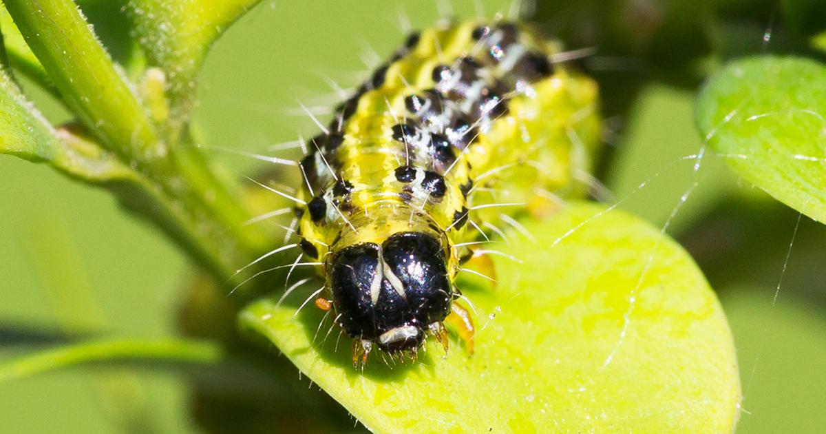 Box tree caterpillar treatment and control Love The Garden