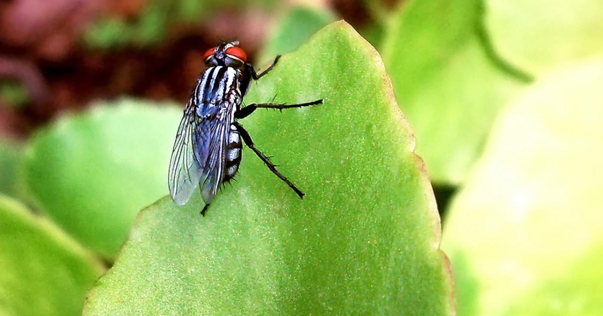 Cabbage Root Fly treatment and control lovethegardenc