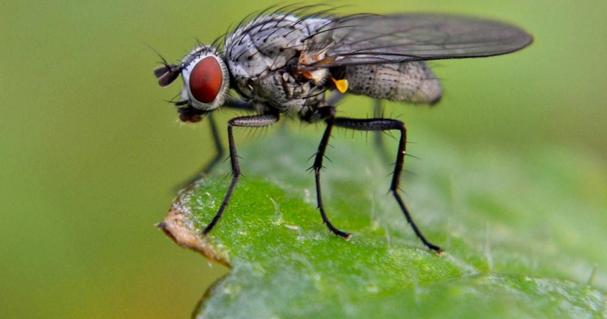 Se débarrasser des mouches | La Pause Jardin