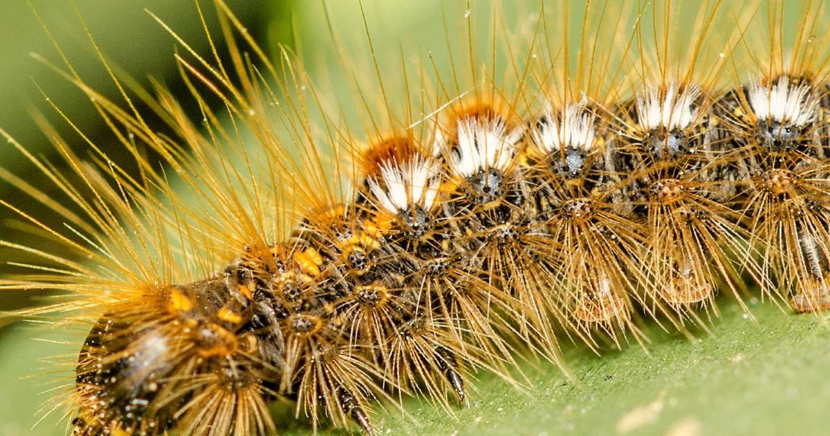Chenilles Processionnaire Du Pin Piege Et Mesange Contre Les Chenilles La Pause Jardin Chenilles Processionnaire Du Pin Piege Et Mesange Contre Les Chenilles La Pause Jardin