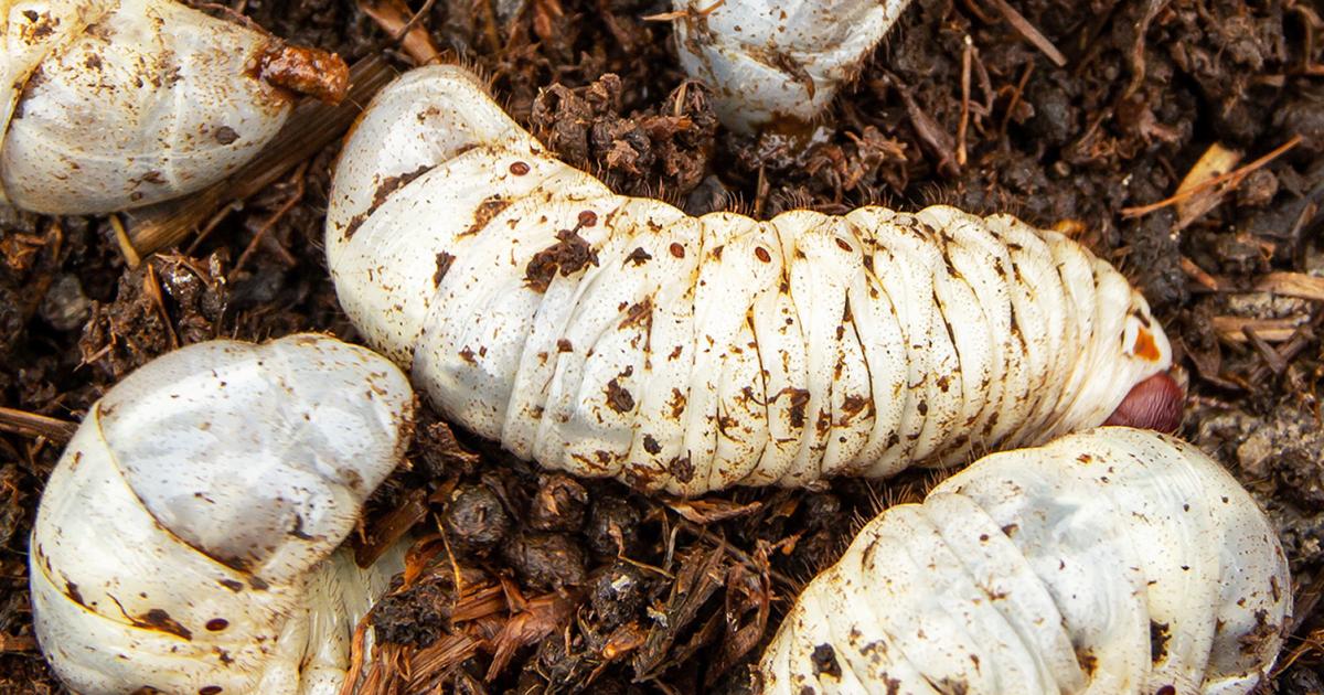 White Grub Control, White Grubs in the Garden