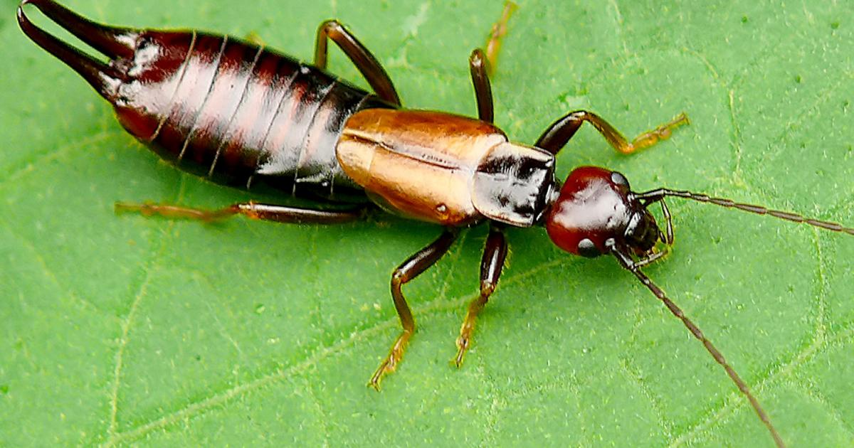 Earwigs treatment and control lovethegarden