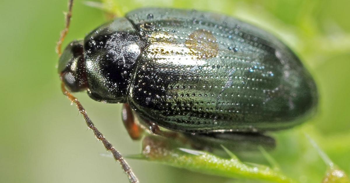 Flea Beetle - treatment and control | lovethegarden