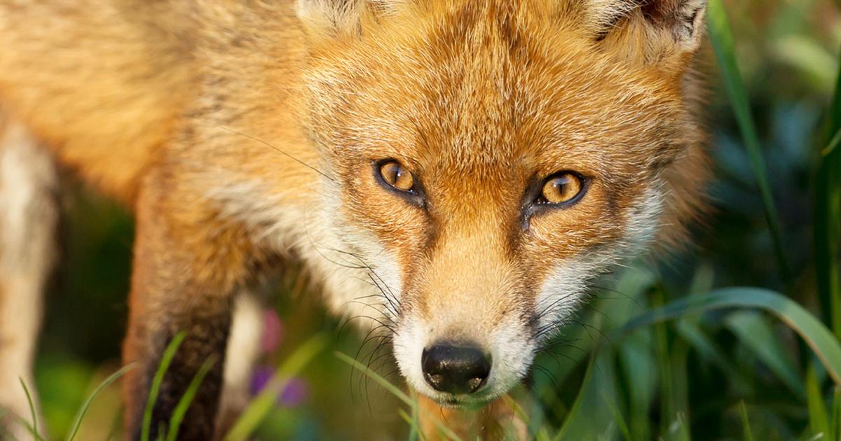 Foxes - treatment and control | lovethegarden
