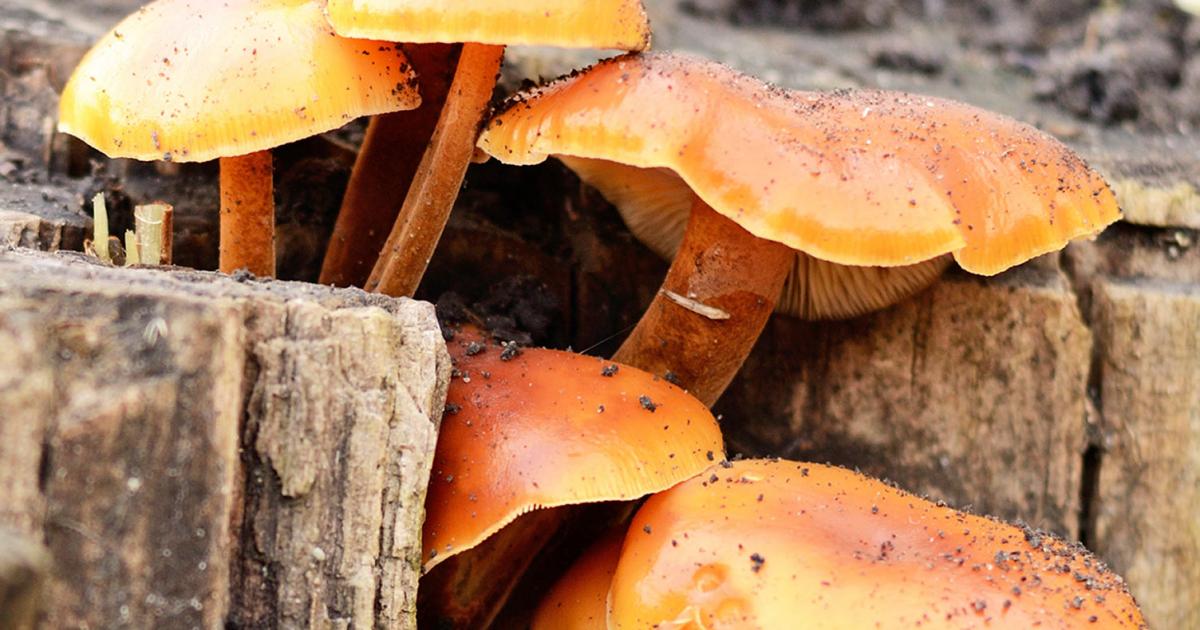 Scotts lawn fungus control canada