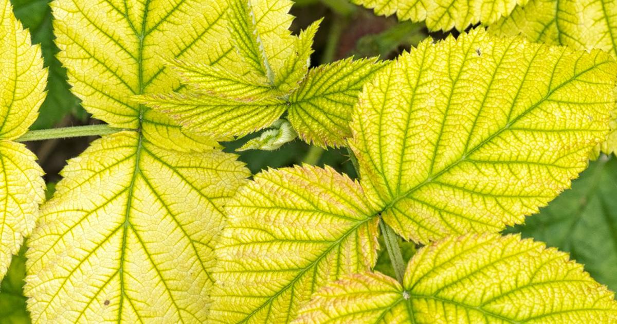 Traitement chlorose ferrique