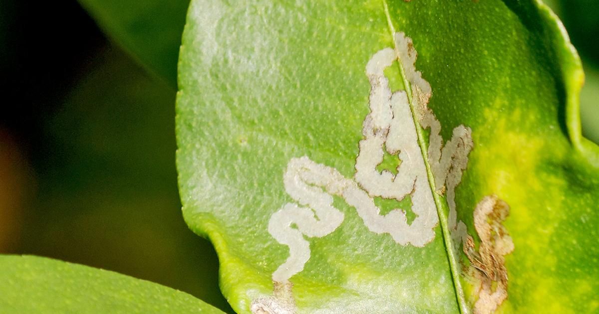 Leaf Miner - Treatment & Control | Love The Garden