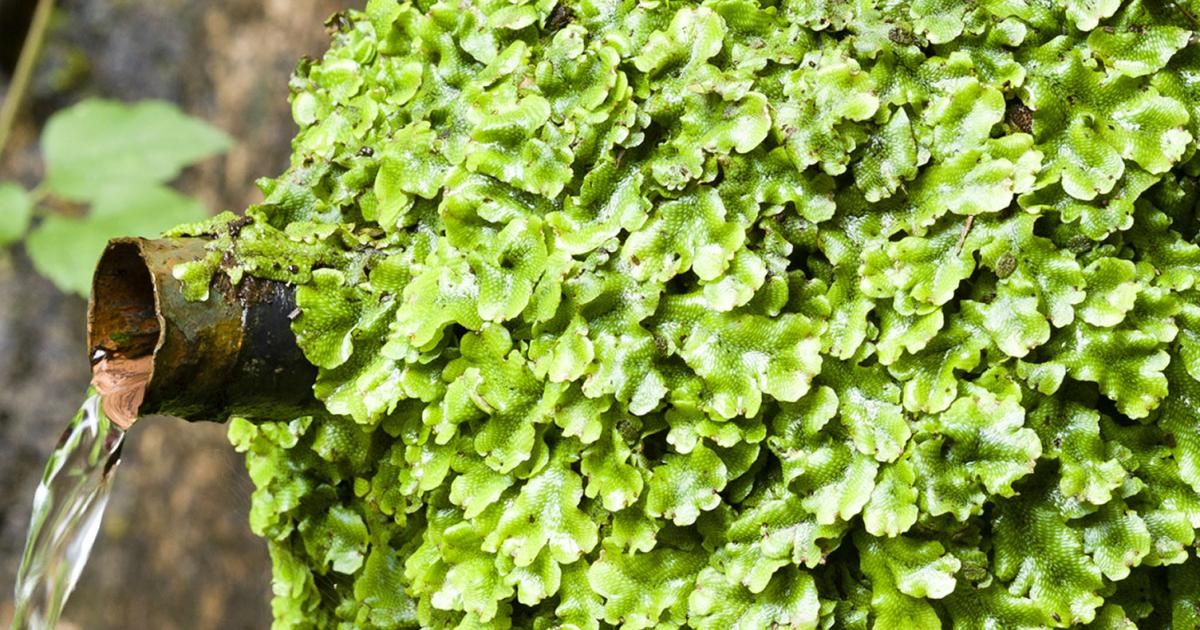 Liverworts - treatment and control | lovethegarden