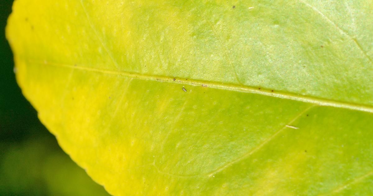 Magnesium Deficiency Treatment And Control Love The Garden