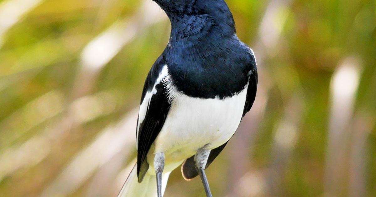 Magpies - treatment and control | lovethegarden