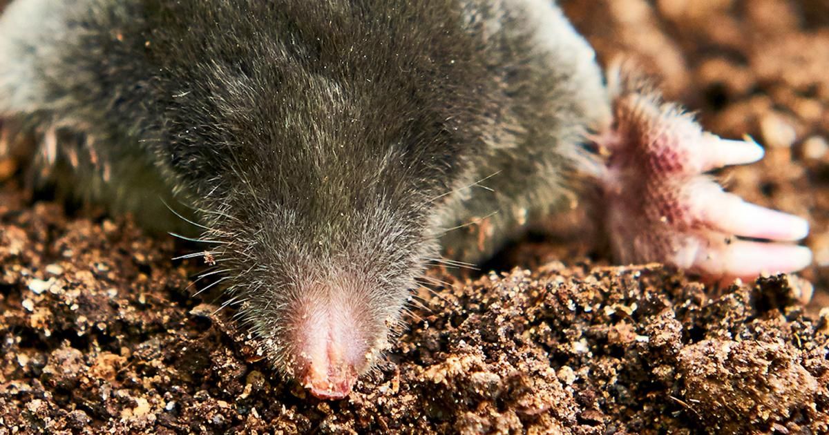 Moles treatment and control Love The Garden