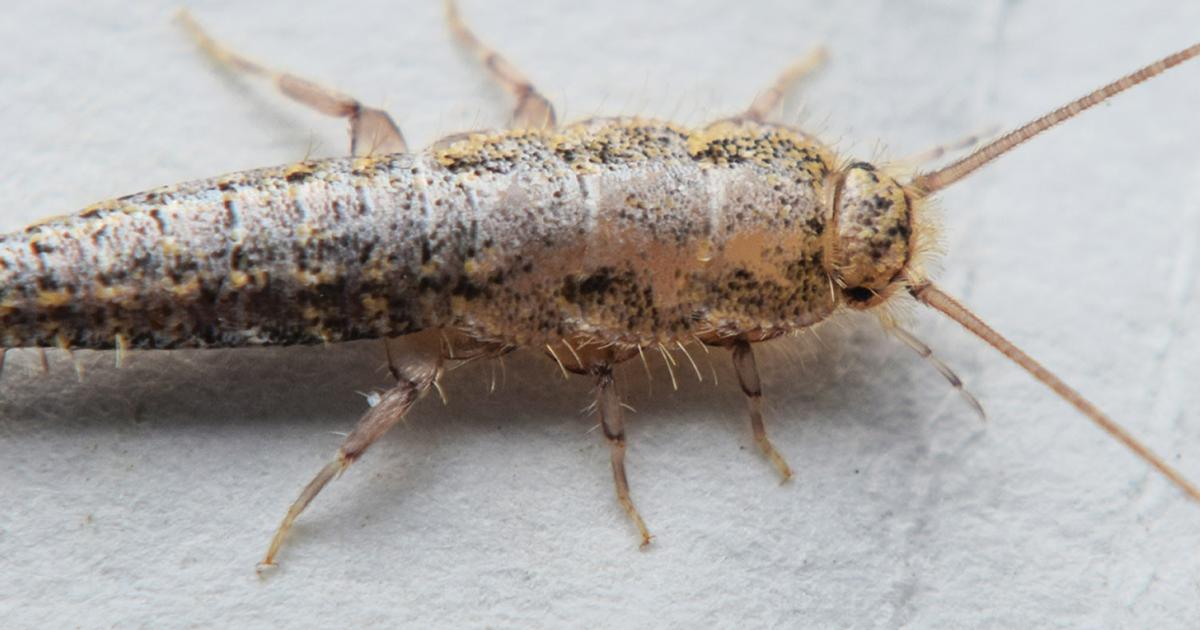 Silverfish - treatment and control