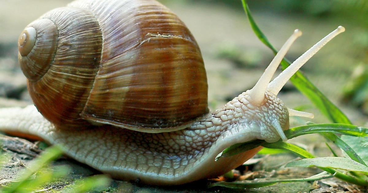 Slugs And Snails Treatment Control Love The Garden