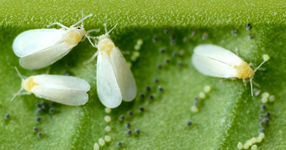 Whitefly treatment and control lovethegarden