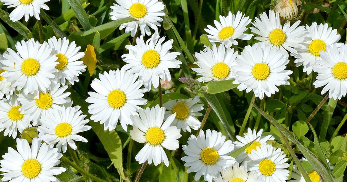 Dealing with Weeds: Common Daisies