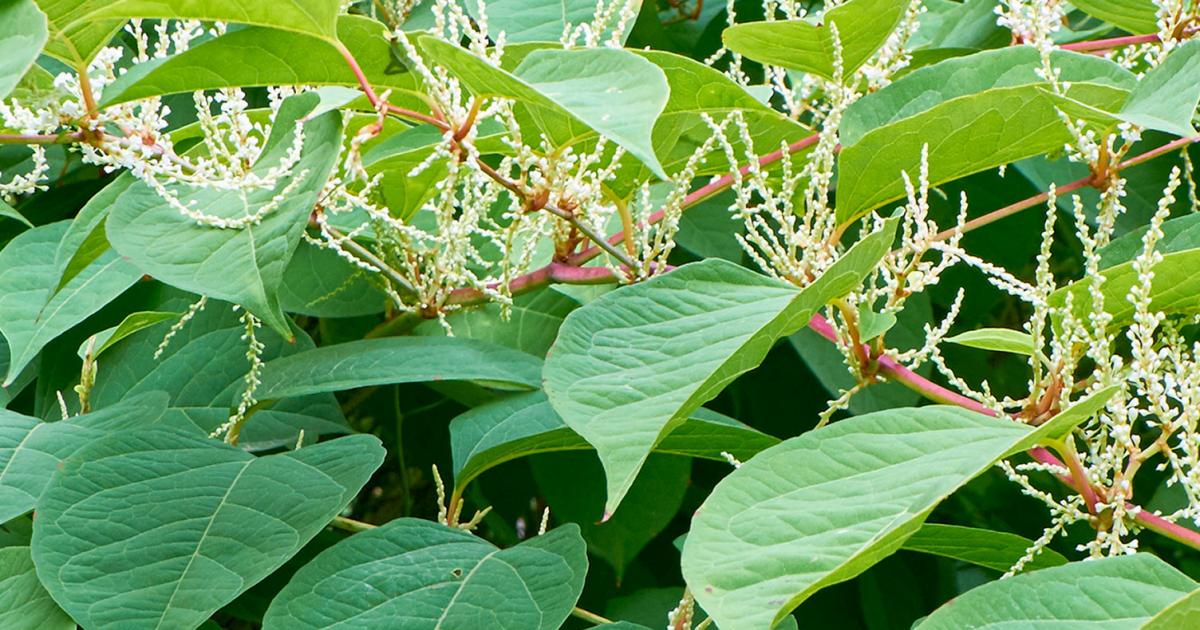 Image result for japanese knotweed uk