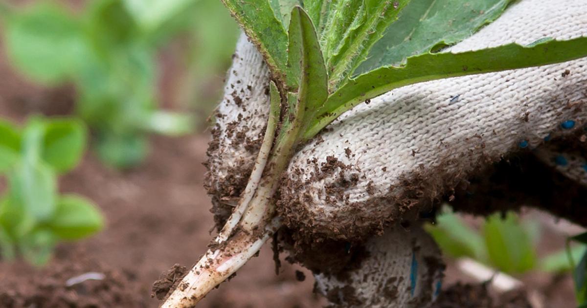 A guide to weeding by hand Love The Garden