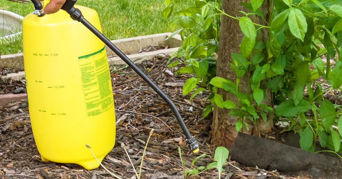 Weedkiller Usage Storage And Safe Disposal Lovethegarden