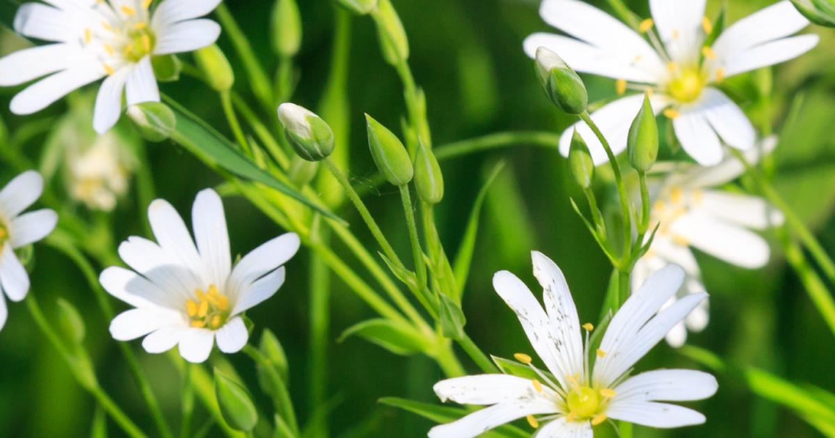 A Full List Of Annual Garden Weeds | Love The Garden